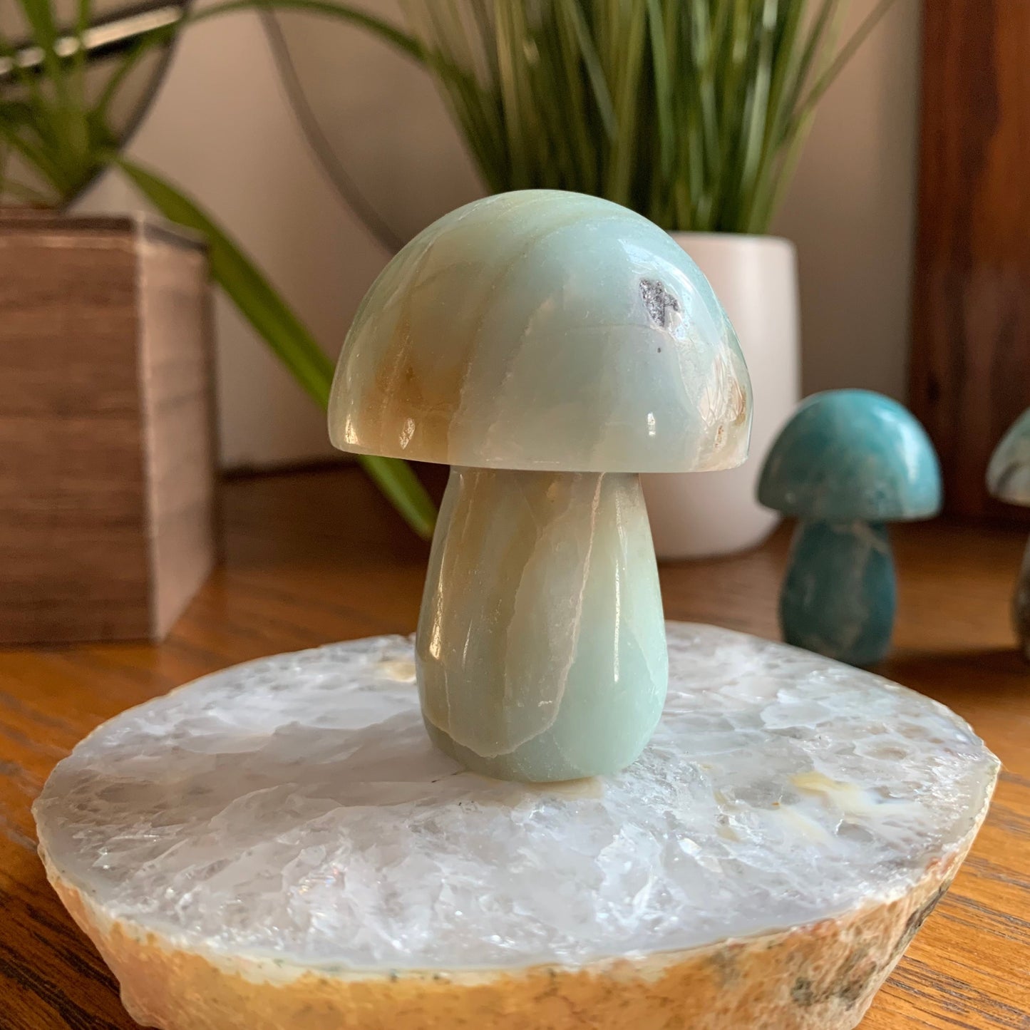 Caribbean Calcite Mushrooms