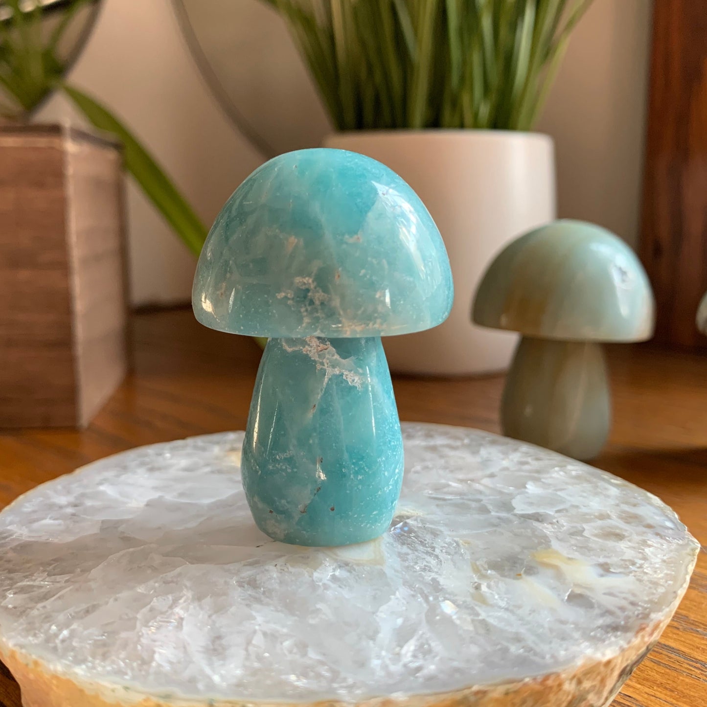 Caribbean Calcite Mushrooms