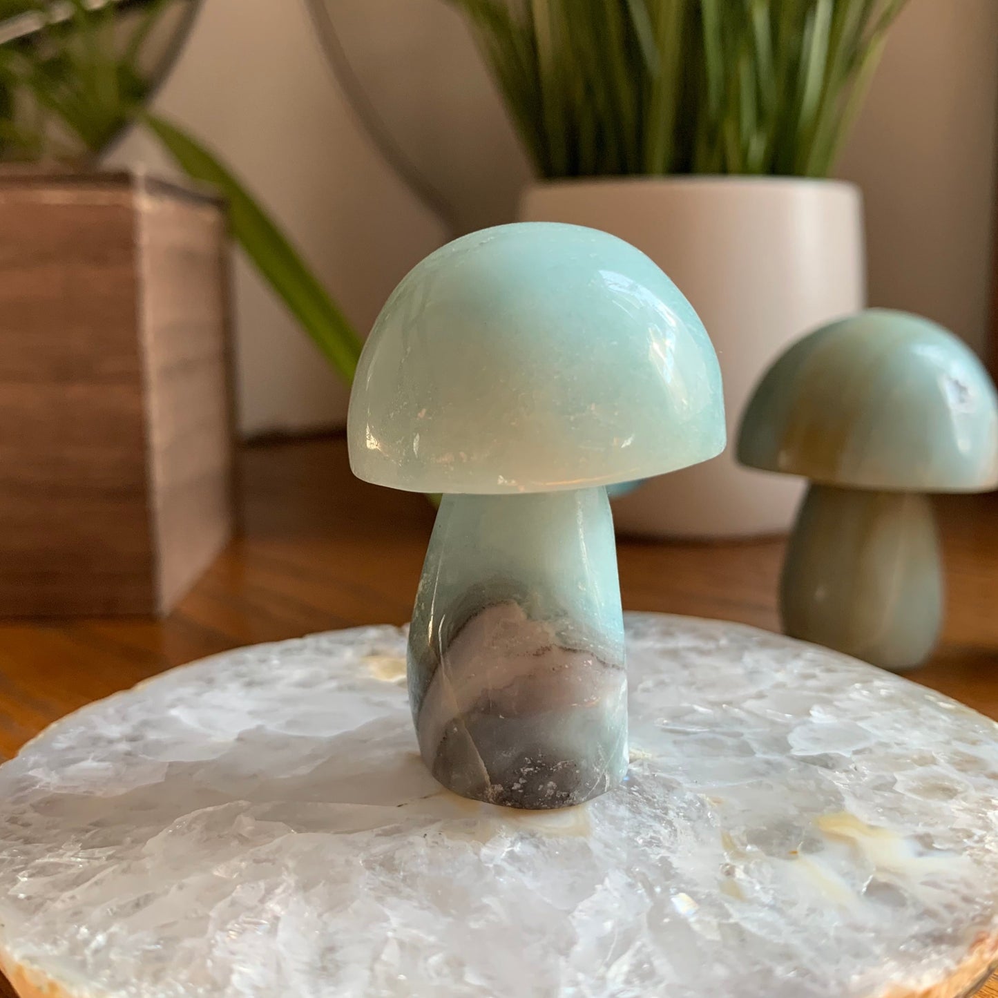 Caribbean Calcite Mushrooms